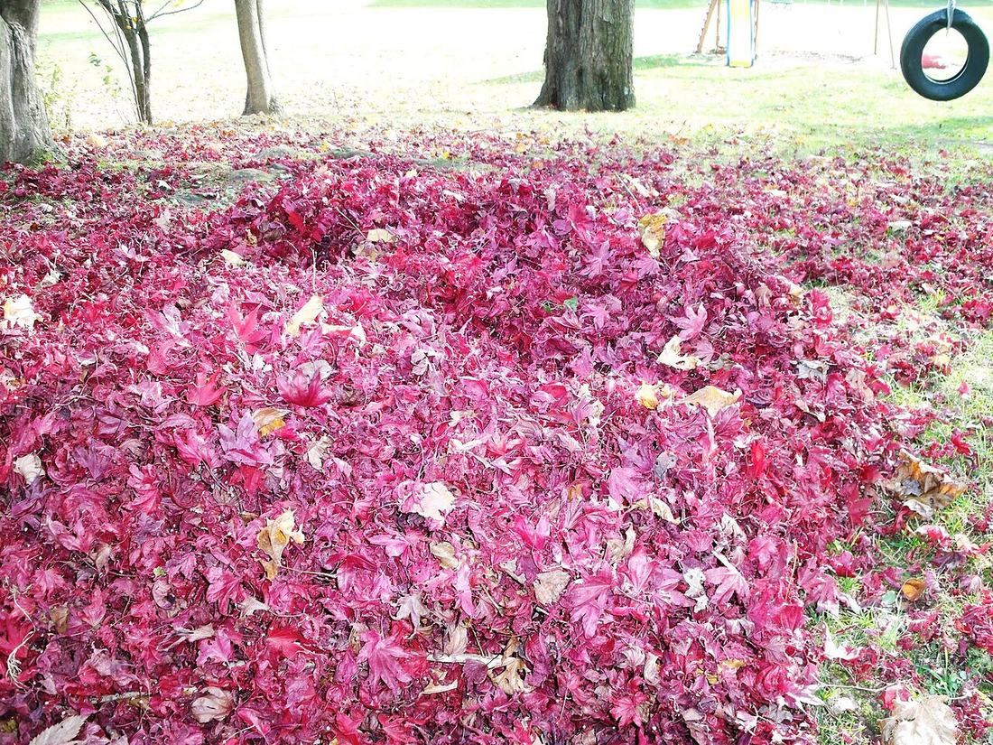 A maple tree in autumn